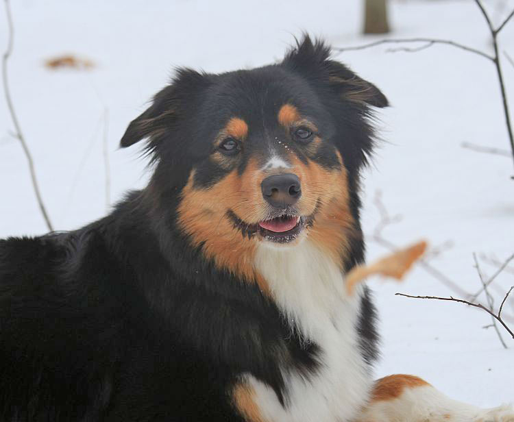 Hadley in the snow