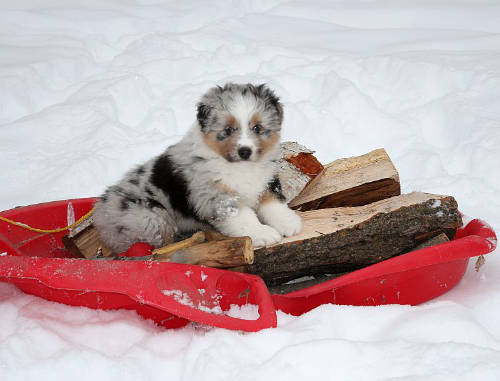 Kiwi 6 weeks