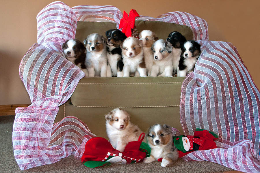 Christmas puppies